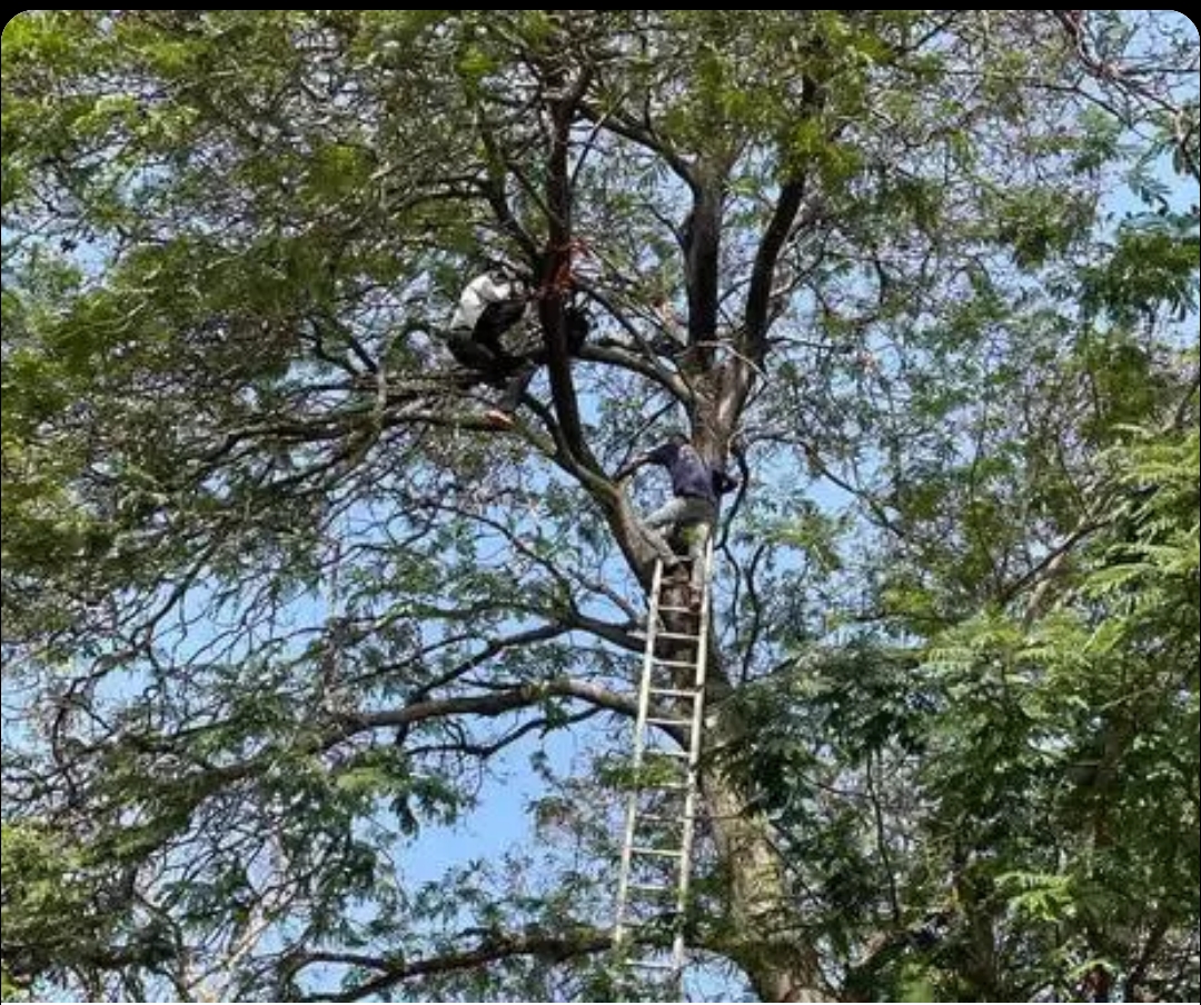 ગાંધીનગર સચિવાલય સામે યુવક આપઘાત કરવા ઝાડ પર ચડ્યો